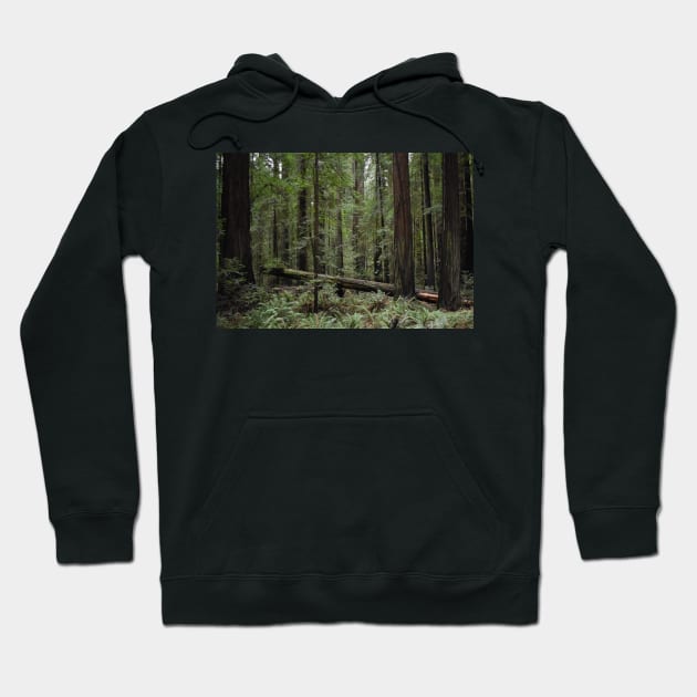 California Redwoods Hoodie by Ckauzmann